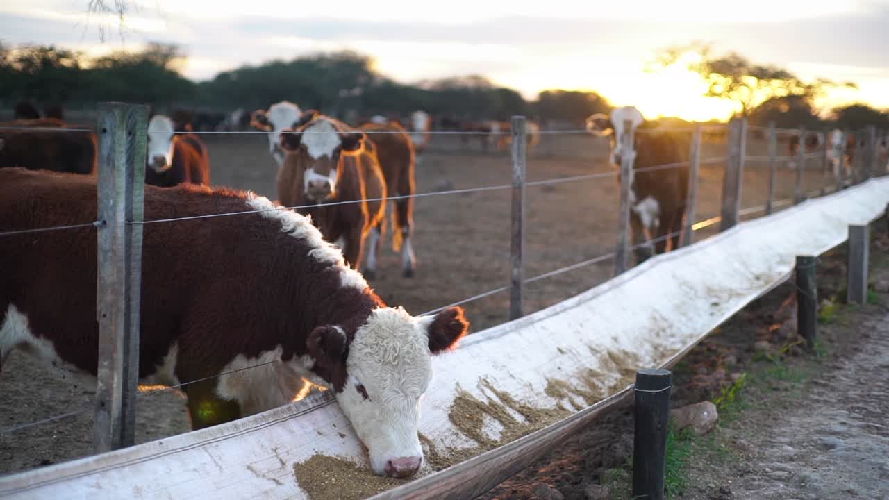 Mucche che pascolano in un recinto al tramonto, luce calda e dorata, ambiente agricolo sereno, messa a fuoco selettiva.