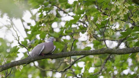 Wood-Pigeon-resting-perched-in-a-sycamore-tree,-video-footage-shot-on-a-summers-day-in-the-UK