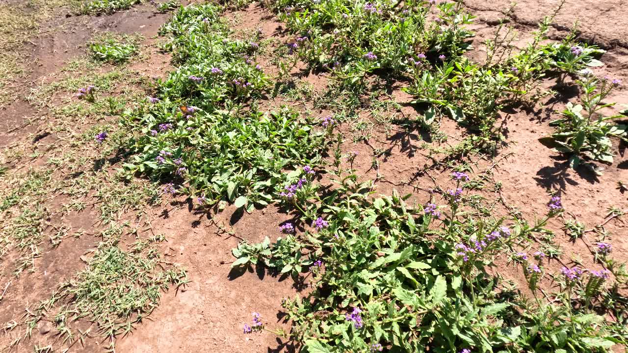 mariposa moviéndose a lo largo de un sendero forestal
