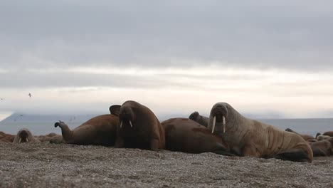 two walruses on the beach looking around while others are asleep and birds flying in the background