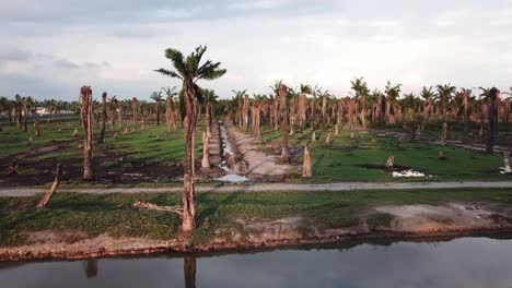 fly toward dry oil palm tree at penang, malaysia.