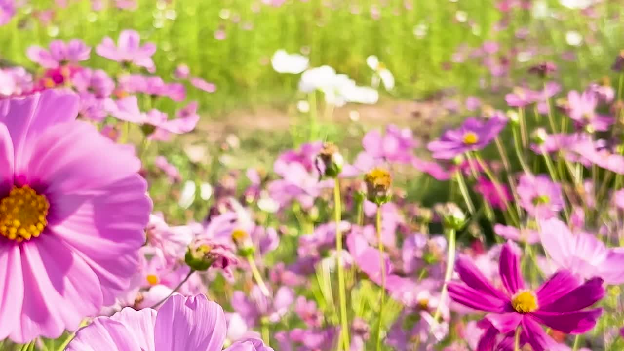 Una vista detallada de flores de cosmos rosas bañadas por la luz del sol, mostrando sus pétalos vivos y su belleza natural