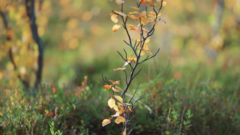 Esbelto-árbol-De-Abedul-Con-Hojas-Amarillas-En-El-Paisaje-De-Tundra-Otoñal