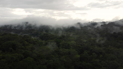 Drone-Ver-Vegetación-En-Bosque-Húmedo-Con-Niebla-Ligera