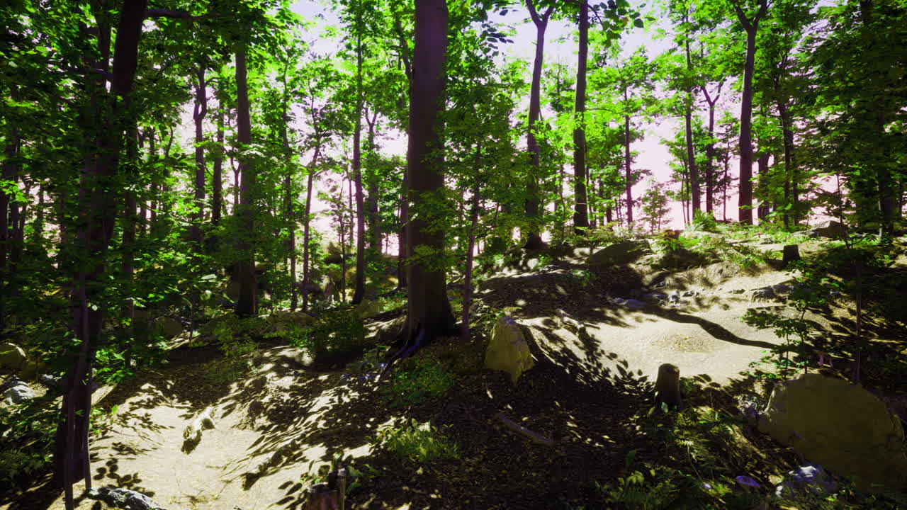 Sunlight filters through trees in a vibrant forest pathway during midday