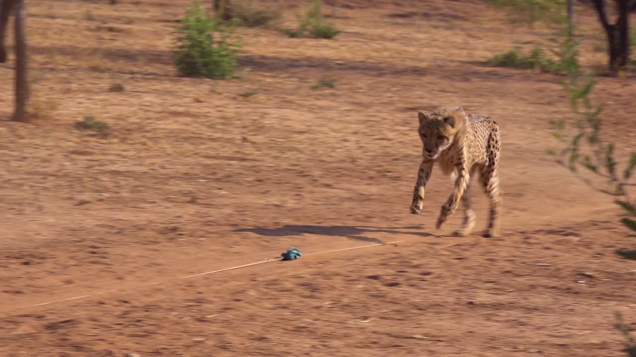 A cheetah running chases a moving target in slow motion attached to a rope at a cheetah rehabilitation center in Namibia
