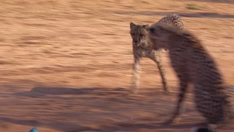 a cheetah running chases a moving target in slow motion attached to a rope at a cheetah rehabilitation center in namibia