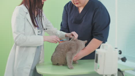 veterinary injection of a cat