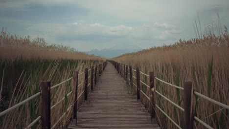 muelle entre juncos en el lago