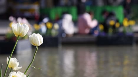 white tulips in focus, boat moves in background