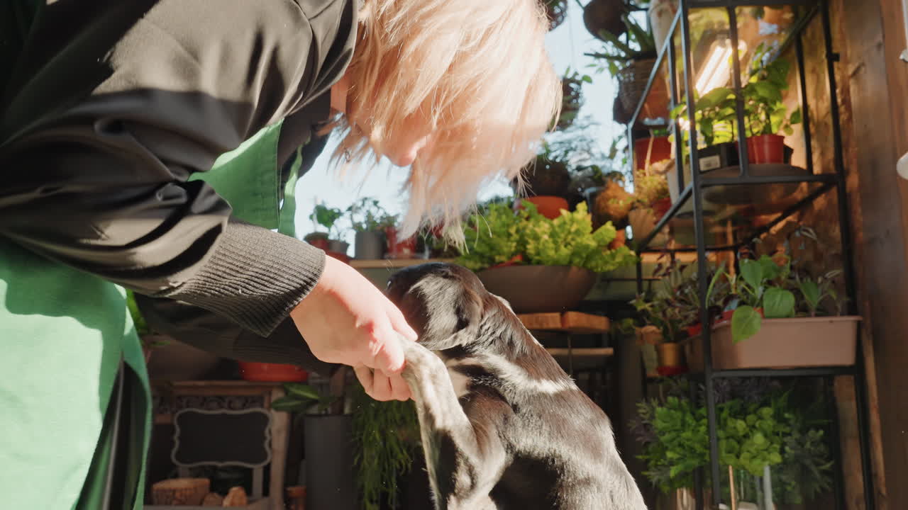 Cane giocherellone che implora un dolcetto in un negozio di fiori, il fiorista porge un dolcetto al cane in piedi sulle zampe posteriori tra succulente in vaso, scaffali rustici illuminati dal sole, primo piano sulla 'stretta di zampa' e sulla calorosa interazione.