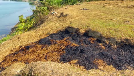 Burnt-black-dry-paddy-grass-by-Surma-river-in-Bagladesh,-Pollution-concept