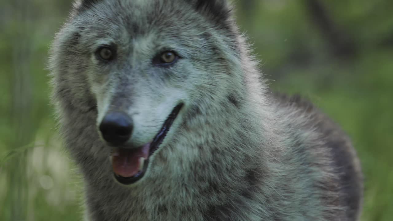A striking close-up of a gray wolf gazing ahead in a lush forest setting, its mouth open and expression alert and intense