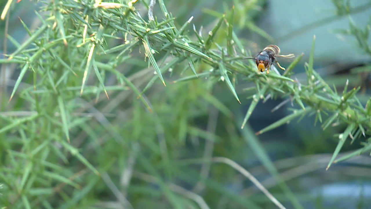 Flying Wasp on a Bush