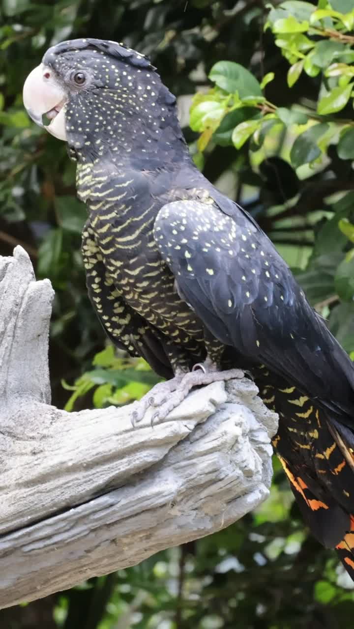 un loro interactúa con su entorno.