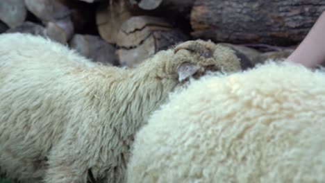 young caucasian woman handing over treat to cute white sheep on cloudy day