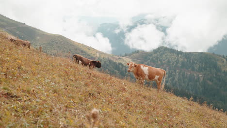 cows grazing in mountain pasture