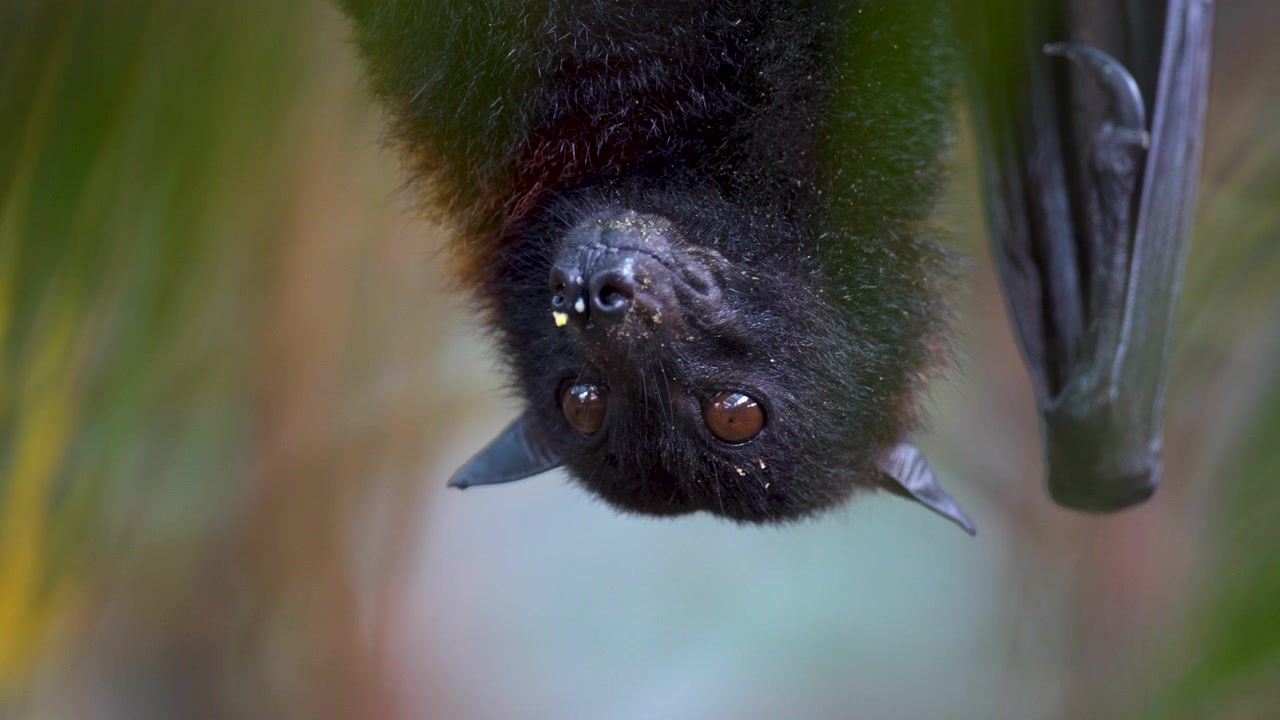 Pteropus Vampyrus che riposa a testa in giù e si guarda intorno. PRIMO PIANO ESTREMO