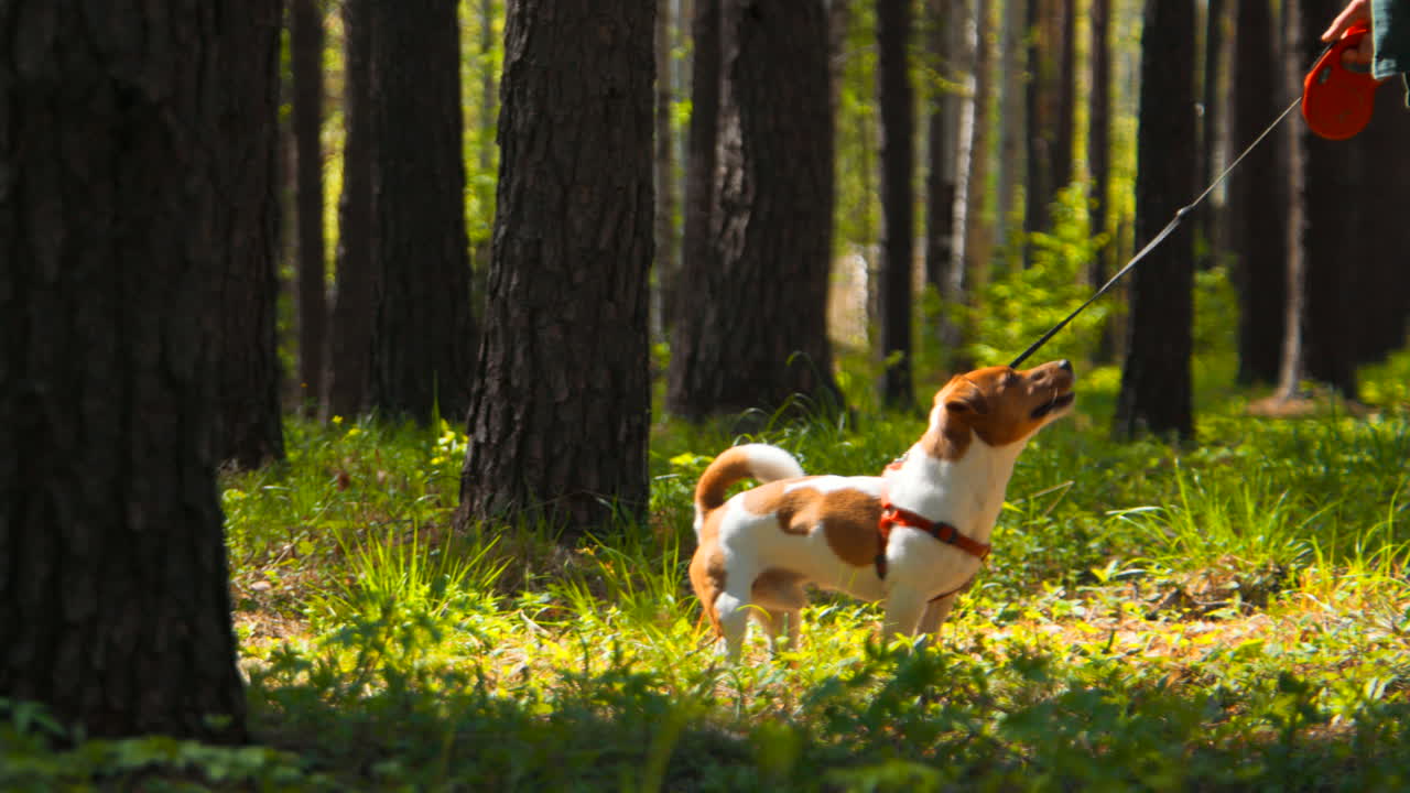 perro caminando en un bosque