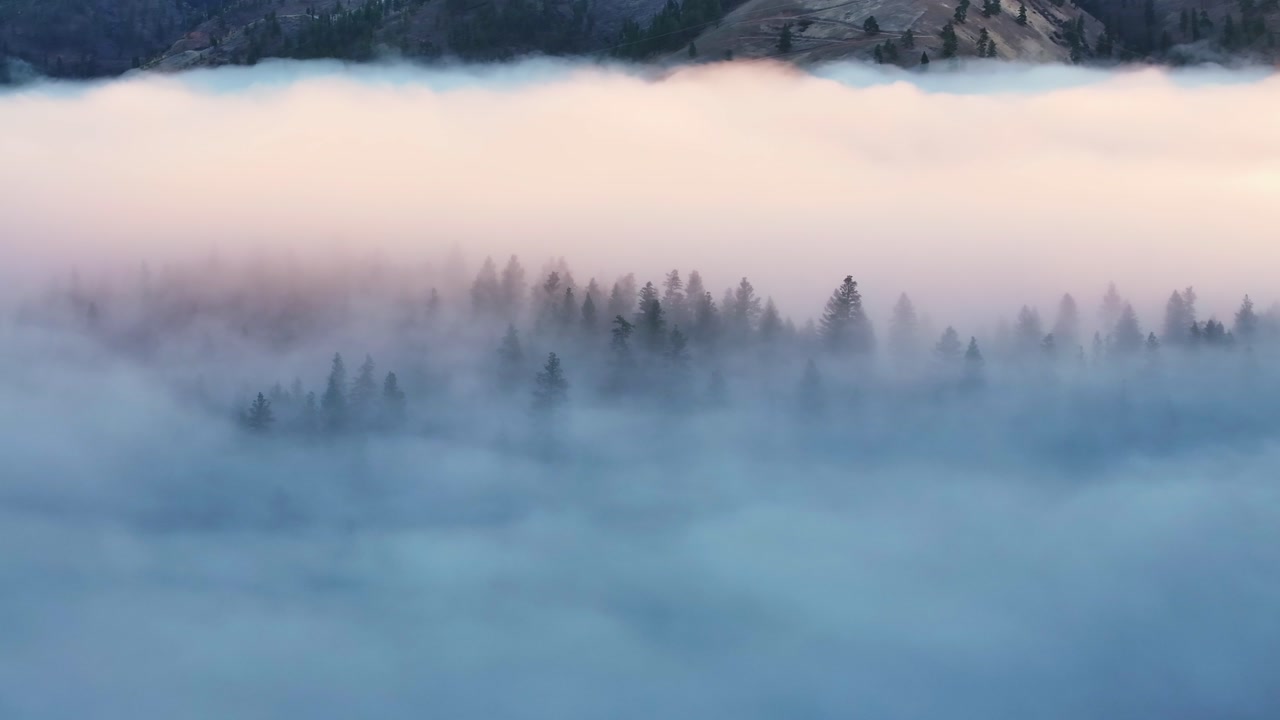 Low fog rolling over pine forest canopy across mountain valley in Montana, medium aerial orbit