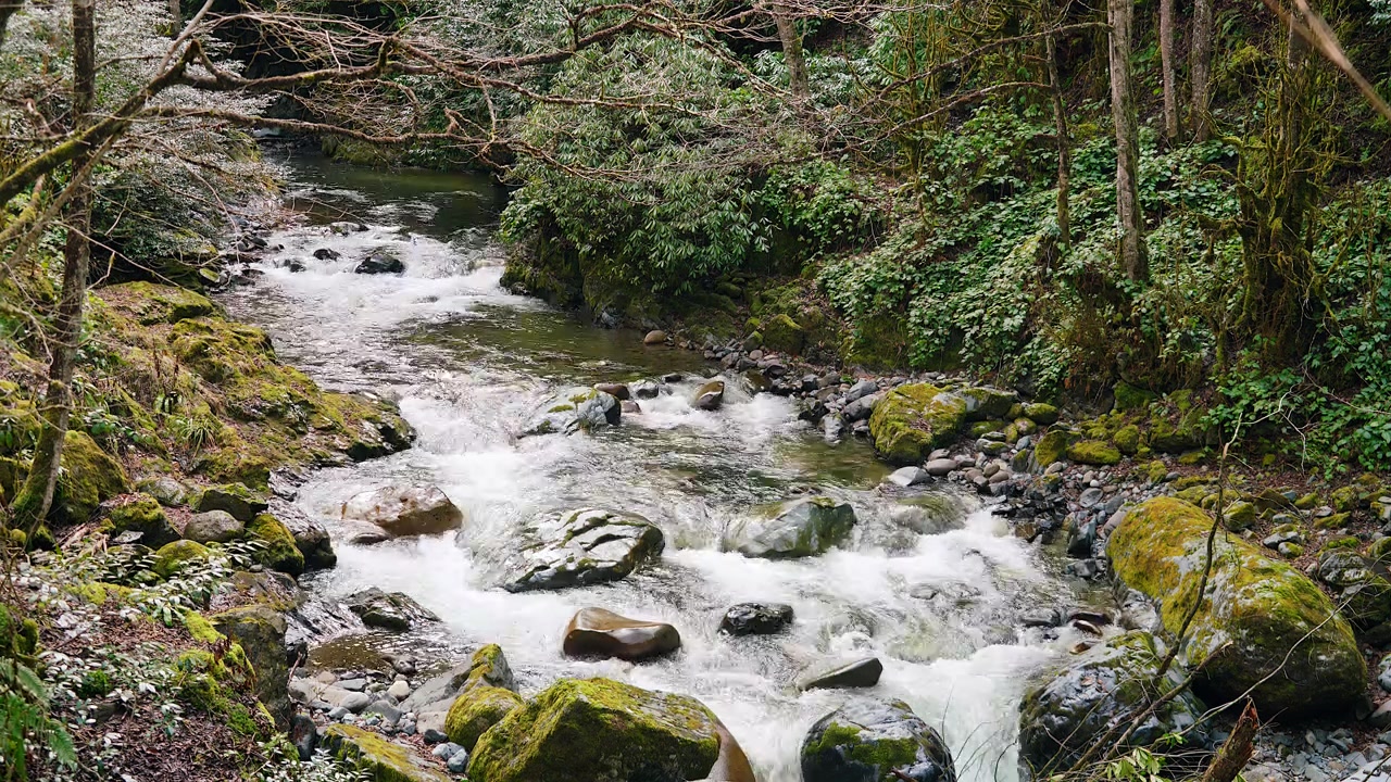 Clear Mountain Stream Flowing Over Mossy Rocks in Forest