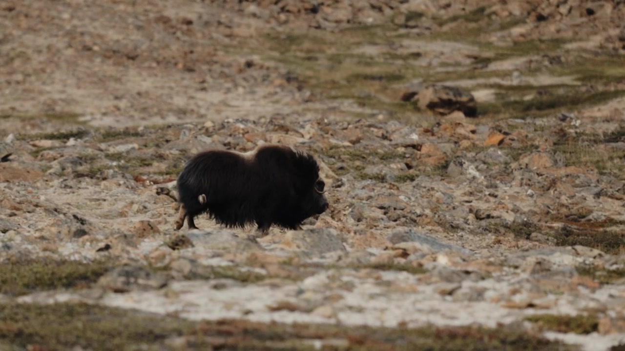 Cucciolo di bue muschiato selvatico che corre attraverso la tundra artica rocciosa in un paesaggio remoto della Groenlandia.