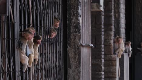 una tropa de macacos de cola larga, macaca fascicularis, están sentados en los rieles de una puerta de acero en un edificio abandonado en la provincia de lopburi, tailandia.