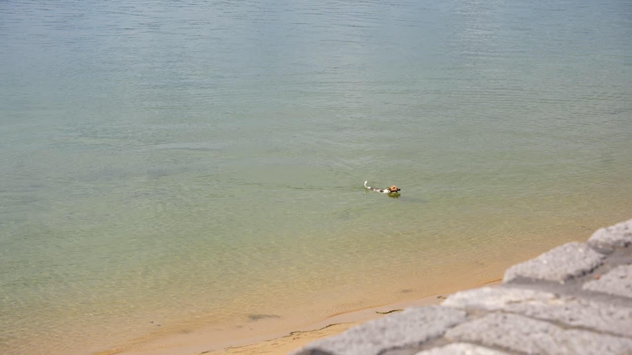 Dog swims to shore holding a stick in its mouth on a sunny day by the beach in Santona, Cantabria