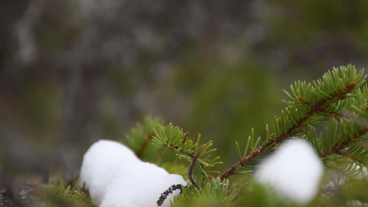 핀란드 라플란드에서 틸트 업 샷
