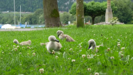 young cygnets wander through green grass near walensee in walenstadt switzerland on a summer day