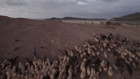 toma aérea siguiendo un rebaño de ovejas y cabras hasta la cima de la montaña y durante la puesta de sol, en el municipio de galdar en la isla de gran canaria, roque partido