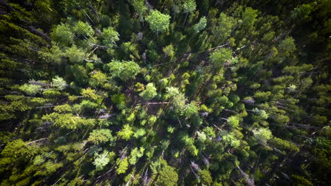 drone circling on top of a dense green forest