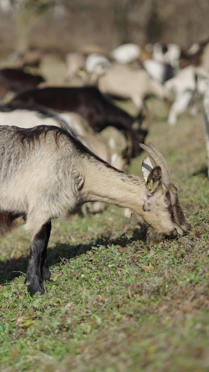 들판 에서 풀 을 는 염소 들