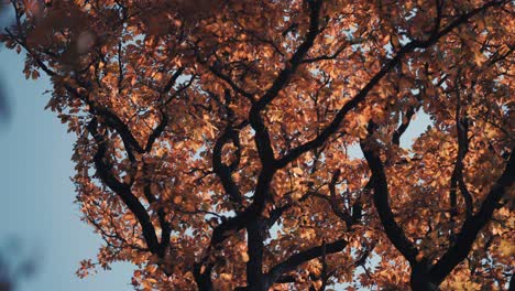 golden autumn leaves cover the tangled branches in the treetops backlit by the sun