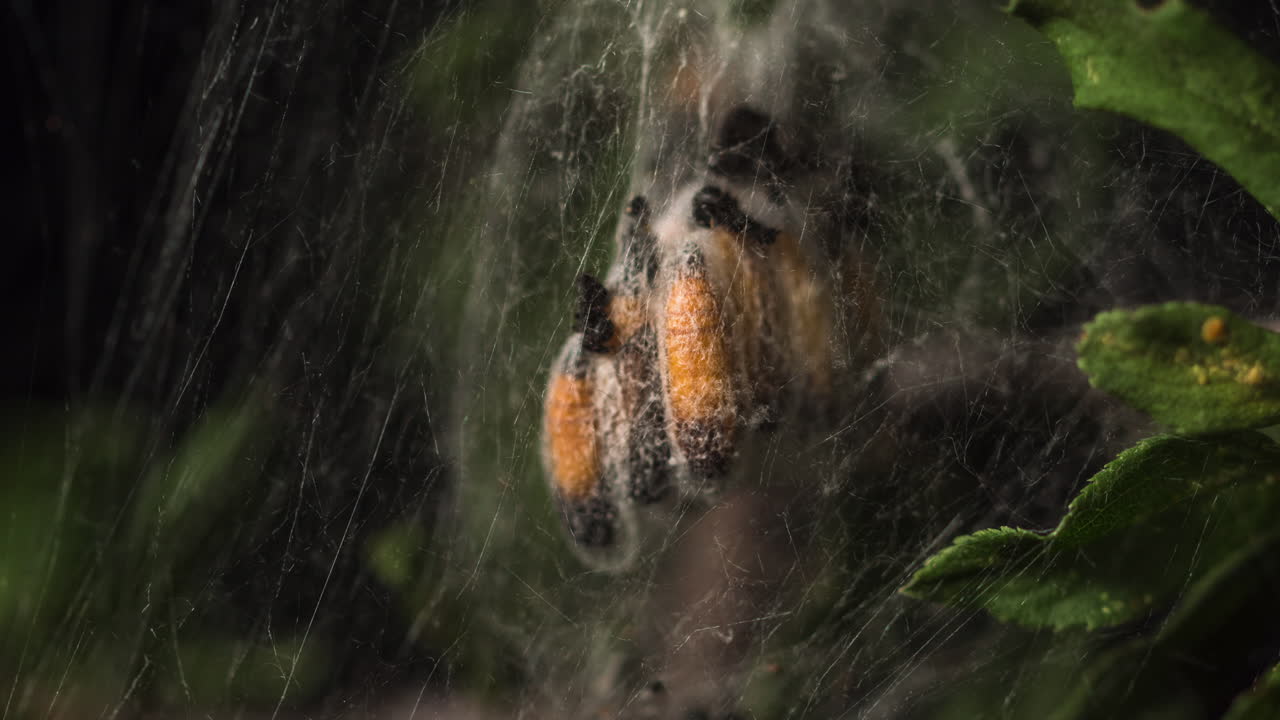 Time lapse of caterpillars in a shrub emerging from their cocoon