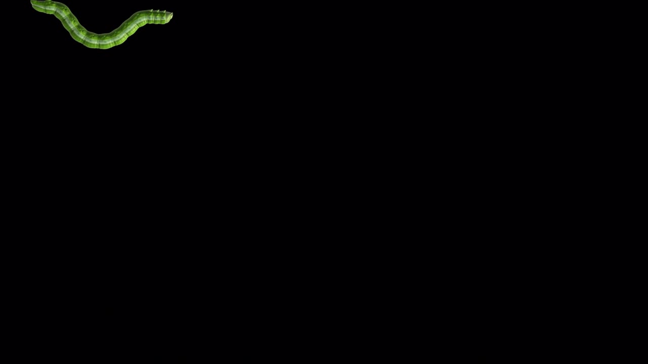 투명한 배경의 애벌레, 루핑 3d 애니메이션