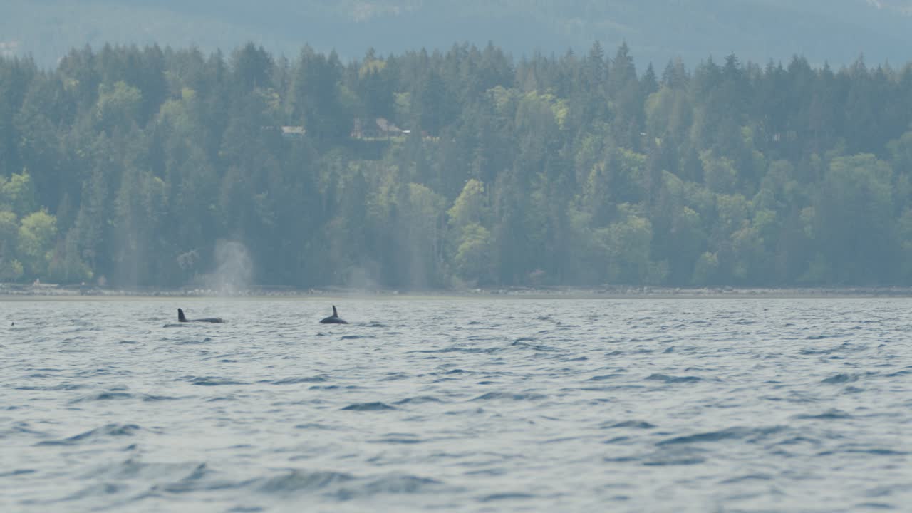 gran manada de ballenas asesinas frente a la costa de la columbia británica, disparo de seguimiento