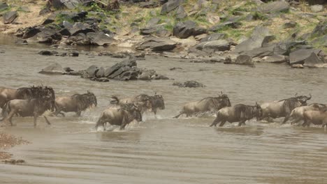 肯尼亞馬賽馬拉 (masai mara) 大遷徙中,一群野牛在水中奔跑