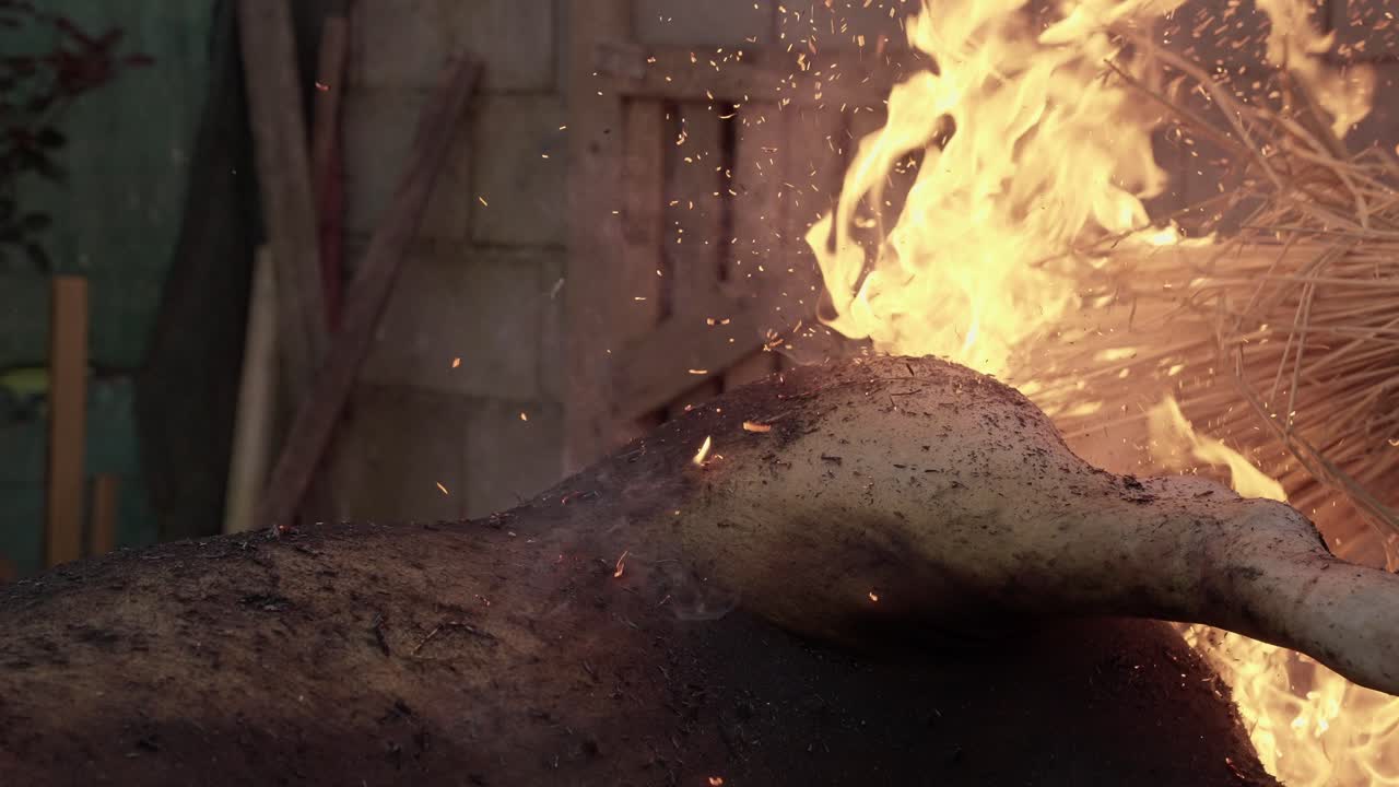Pig singeing with straw fire during slaughter in Minho Portugal - slowmotion