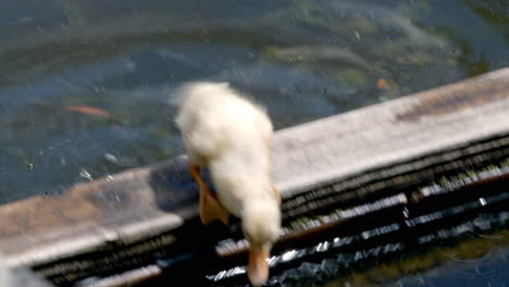 patitos bañados en una zanja