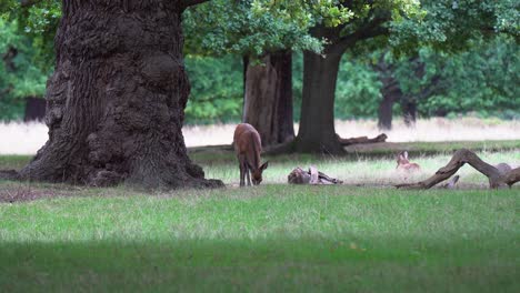 cute fallow deer eats green grass in shade of massive old tree trunk