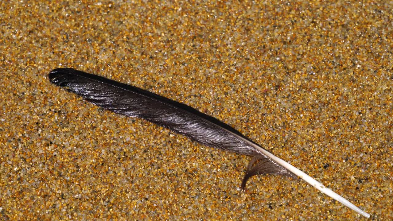 Gentle waves wash away a feather from a bird on a golden beach