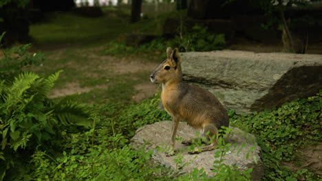 Patagonian-mara-sitting-quietly-at-rock