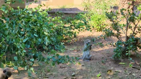 Niedliche-Gruppe-Von-Meerkatzen,-Wunderschöner-Afrikanischer-Primat-Mit-Baby-Im-Natürlichen-Lebensraum-Des-Grünen-Teils-Der-Savanne