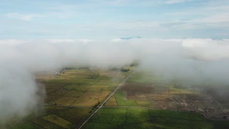 Aerial-over-green,-yellow-rice-paddy-field-and-harvested-paddy