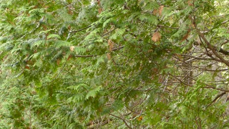 Small-yellow-bird-flying-around-a-pine-tree-in-a-greenery-environment,-wide-shot,-conservation-concept