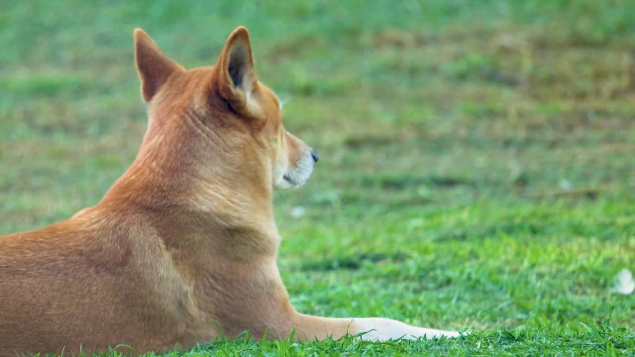 딩고가 잔디 위에 조용히 누워 자연스러운 빛 속에서 주변을 관찰하고, 평온한 야외 환경에서 포착되었습니다.