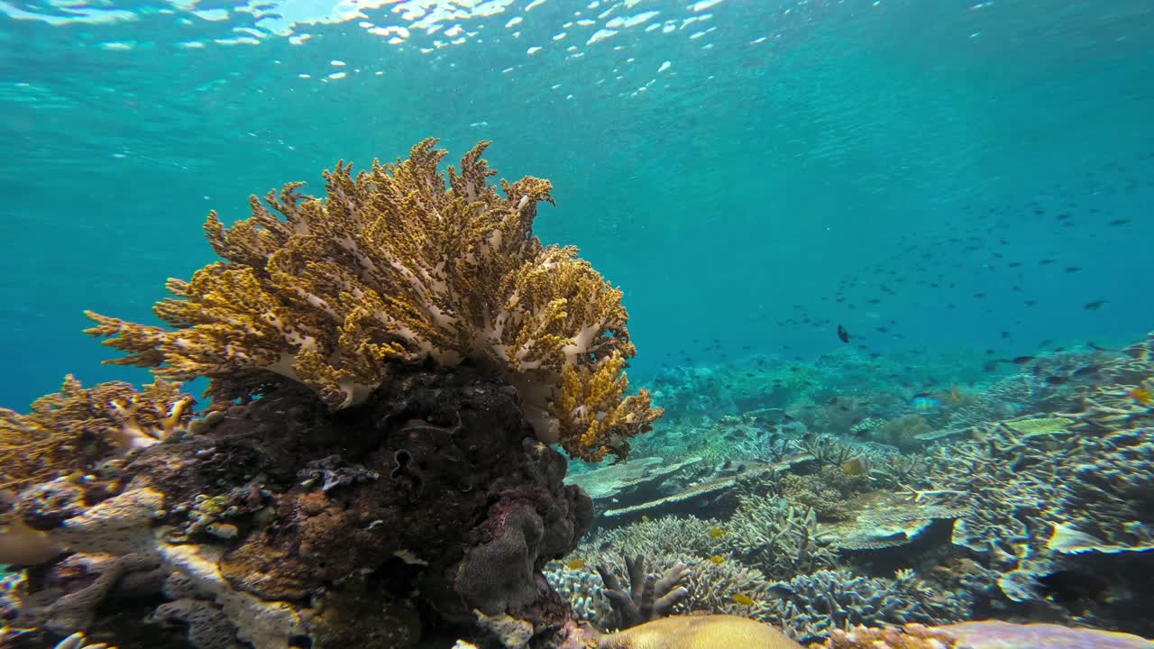 un vibrante arrecife de coral con un broccoli prominente olas de coral con la corriente entre otras formaciones de coral