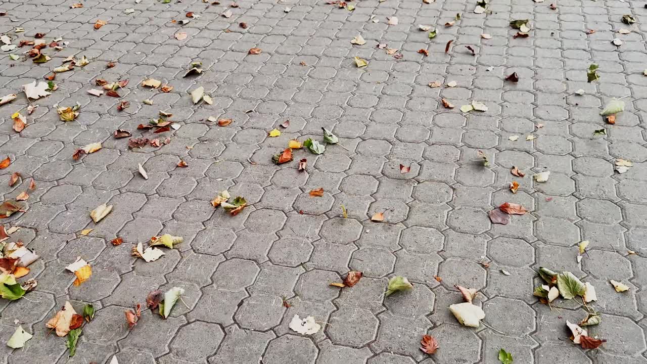 Fallen leaves on pavement