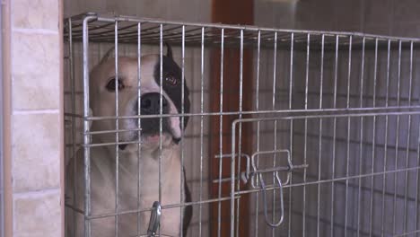 purebred cane corso looking from inside a metal cage